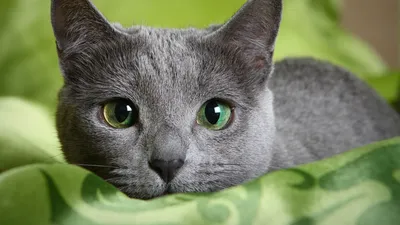 Русская голубая кошка - происхождение породы