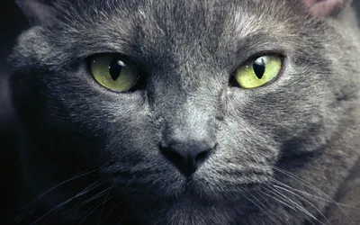 Питомник русских голубых кошек Razdolie предлагает котят от титулованных  родителей, находится в Москве.