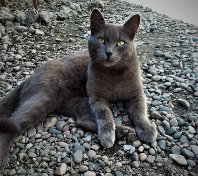 Русская голубая кошка с желтыми глазами - 68 фото