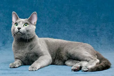 Русская голубая кошка картинки фотографии