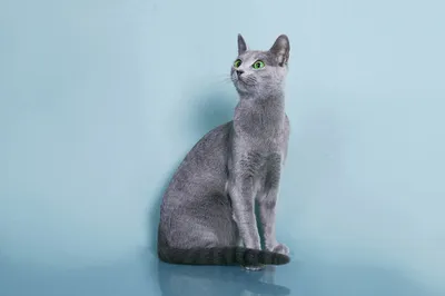 Сколько стоит русская голубая: кошка, кот, котенок? - Питомник Lukosan