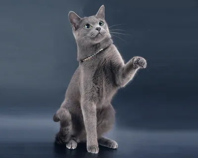 Русская голубая кошка: стоковая фотография | Премиум Фото