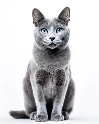 Русская голубая - «Русские голубые - лучшие кошки! » | отзывы