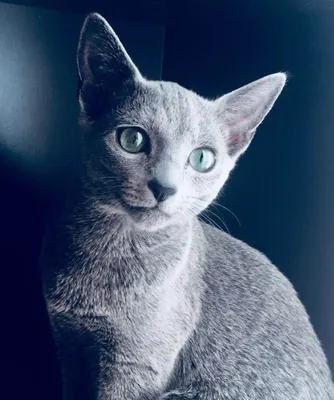 Домашние кошки, русская голубая кошка…» — создано в Шедевруме