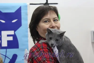 Русская голубая кошка: описание, характер и правила ухода - Лайфхакер