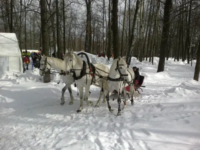 Русская тройка лошадей идет на дорогу снега в зимнем дне Стоковое  Изображение - изображение насчитывающей праздник, шестерня: 137429111