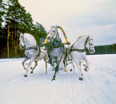 Русская тройка лошадей картинки