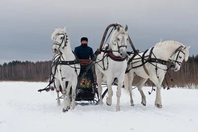 Катание на тройке лошадей