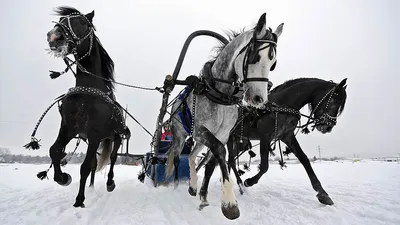 Триединственные в мире – Огонек № 3 (5356) от 26.01.2015