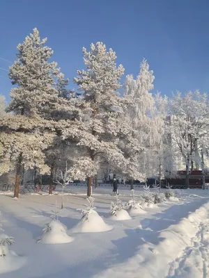 Красивущая зима в фотографиях семьи Николая 2 | Таша Русская 2.0 | Дзен