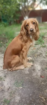 Найдена собака Русский Кокер спаниель в Клюшниково | Pet911.ru
