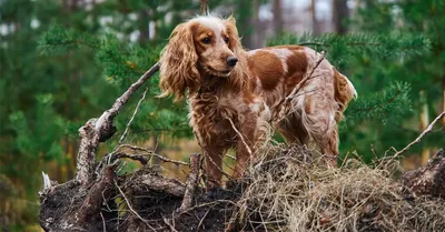 Русский охотничий спаниель - фото, цена, описание, видео