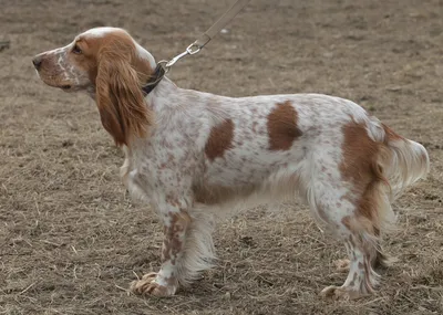 ✓ Кокер-спаниель - добрая охотничья собака, идеальная порода для всей семьи  - YouTube