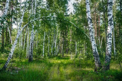 Русский лес. Фотограф Востриков Руслан
