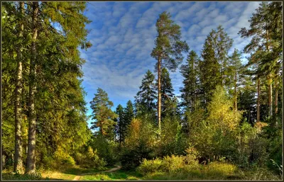 Сказочно-русский лес, русские деревья…» — создано в Шедевруме