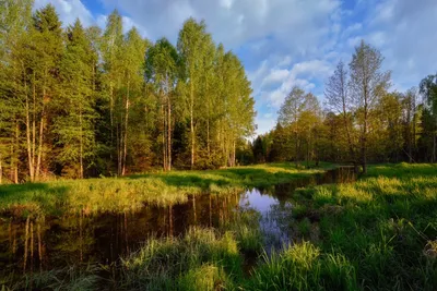 Русский лес: красота, разнообразие и приключения» — создано в Шедевруме