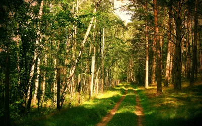 Русский лес картинки фотографии