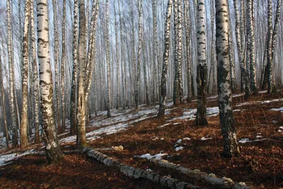 Невероятной красоты русский лес, …» — создано в Шедевруме