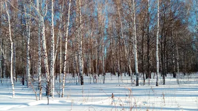 Ассоциация «Русский лес» поздравляет с Днем работников леса