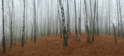 Русский лес ~ Винтажные ароматы