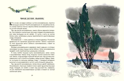 Русский лес - купить по выгодной цене | #многобукаф. Интернет-магазин  бумажных книг