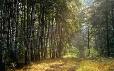 Фотография Русский лес - «Пейзажи родины моей!» (№406019-22.08.2023 - 10:19)