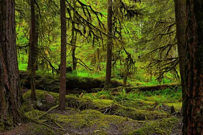 Русский лес ). Фотограф Свистков Александр
