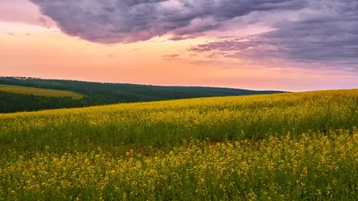 Поле. Русское поле.. Фотограф Сергей Низовцев