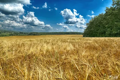 поле, русское поле... / фото