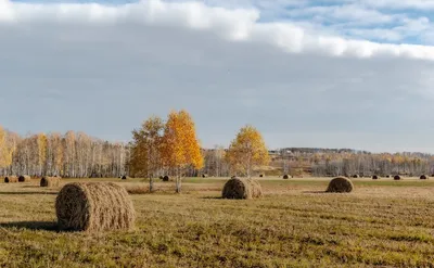 Русское поле... ~ Открытка (плейкаст)