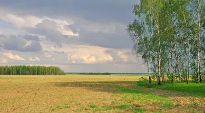 Поле... русское поле. Фотограф Наталья Герасименко