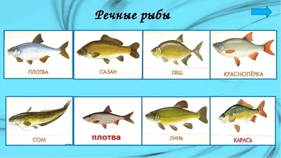 Картинки рыбы названия по окружающему миру (67 фото) » Картинки и статусы  про окружающий мир вокруг