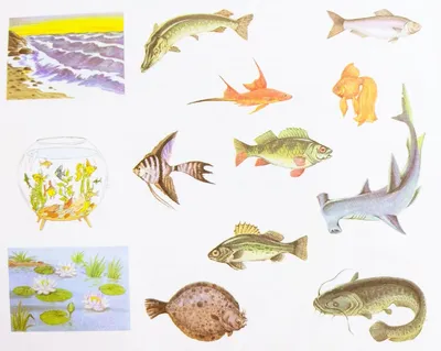 Обои Рыбы и рыбки, картинки - Обои для рабочего стола Рыбы и рыбки фото из  альбома: (животные)