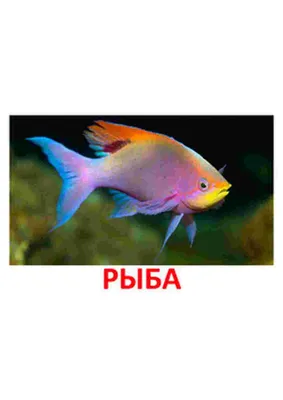 коричневая рыба на черном фоне, сайт сома для фото фон картинки и Фото для  бесплатной загрузки