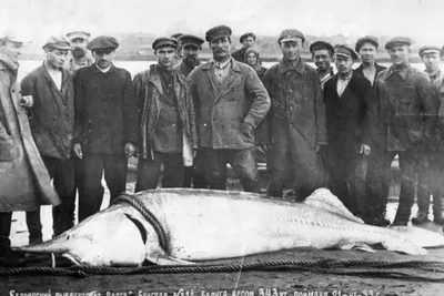 Пресноводная Рыба Калуга — стоковые фотографии и другие картинки Осётр -  Осётр, Белуха, Рыба - iStock