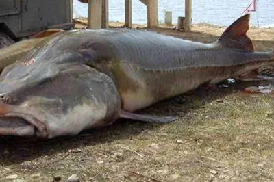 Калуга самая большая рыба вымирающие рыбы Сибири