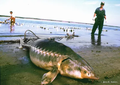 Beluga_store_ - Калуга (лат. Huso dauricus) — пресноводная рыба рода белуг,  семейства осетровых. В отличие от других видов черной икры, икру рыбы  калуги наш потребитель знает гораздо меньше. Калуга так же относится