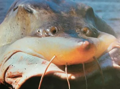 Калуга: Титаническая рыба реки Амур. Есть ли у исполинов будущее в тяжелых  реалиях? | Пикабу