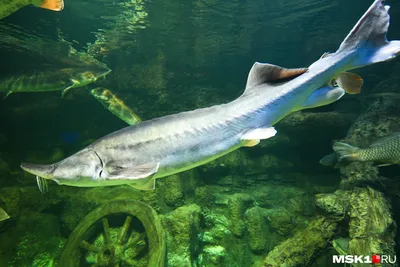 осетривая рыба калуга белуга плывет на дне аквариума. рыба под водой.  Стоковое Изображение - изображение насчитывающей россия, редко: 269017025
