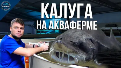Масляная рыба холодного копчения, вес с бесплатной доставкой на дом из  «ВкусВилл» | Калуга