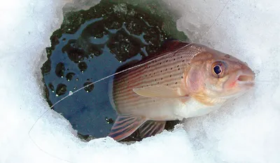 Блогер рассказала о рыбалке на севере Сахалина и поделилась невероятными  видами - Новости Сахалинской области - astv.ru
