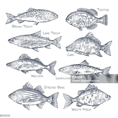Рыбы черного и азовского моря - 54 фото