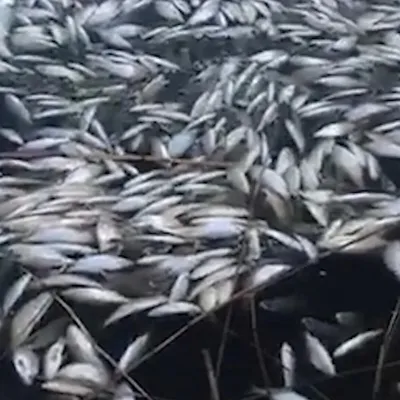 В Азовском море массово гибнет рыба - Korrespondent.net