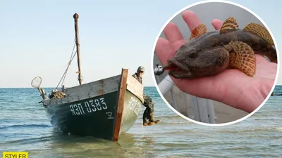 Рыбы азовского моря картинки фотографии
