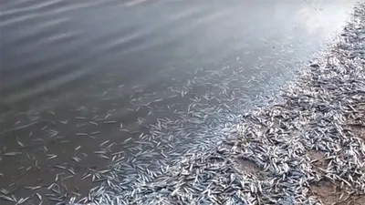 В Азовском море исчезает рыба | Стайлер