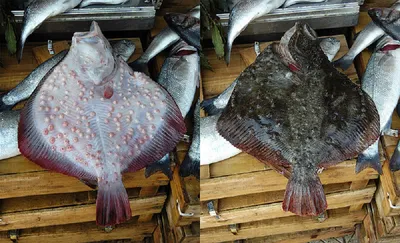 Массовые гибели рыб у побережья Крыма – следствие нестабильности азовской  экосистемы