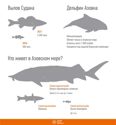 В Азовском море исчезает рыба - 21 марта 2017 :: Новости Донбасса