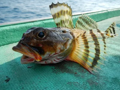 Ядовитые рыбы Чёрного моря. | Рыбачить вместе веселей | Дзен