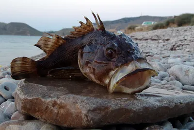 Съедобная рыба черного моря - 78 фото