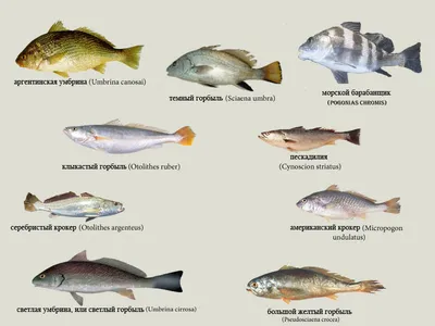 Калкан – самая вкусная рыба Черного моря - Музей Рыбы и Рыболовства